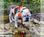Small #2 Bulldog