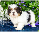Small #1 Shih Tzu