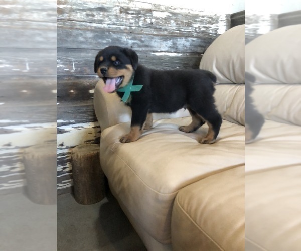 Medium Photo #3 Rottweiler Puppy For Sale in BRIGHTON, CO, USA
