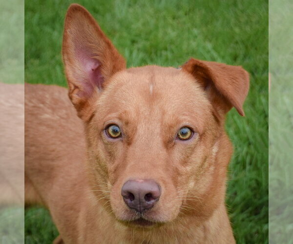 Medium Photo #5 Golden Shepherd Puppy For Sale in Huntley, IL, USA