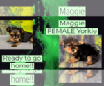 Small Yorkshire Terrier