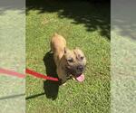 Small #2 Mutt