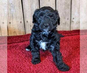 Goldendoodle (Miniature) Puppy for sale in STANLEY, WI, USA