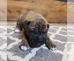 Puppy 4 Boxer