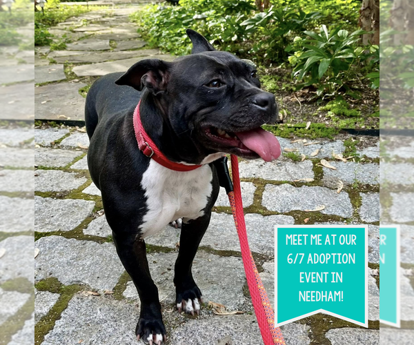 Medium Photo #5 American Pit Bull Terrier-Unknown Mix Puppy For Sale in Boston, MA, USA
