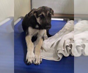 German Shepherd Dog Dogs for adoption in Bakersfield, CA, USA