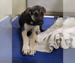 Small German Shepherd Dog