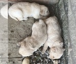 Small #8 Golden Retriever