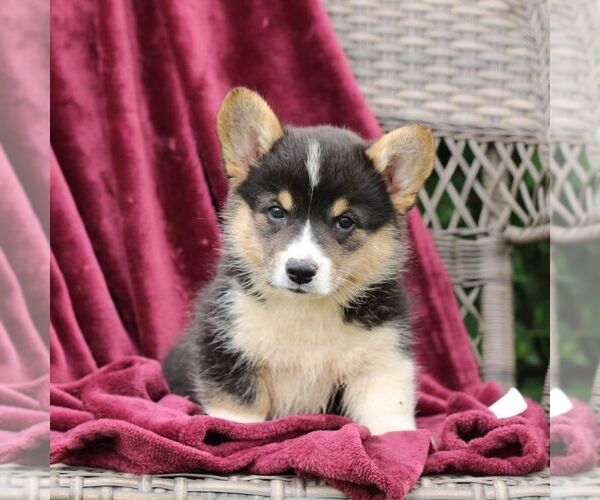 Medium Photo #1 Pembroke Welsh Corgi Puppy For Sale in LANDISBURG, PA, USA
