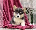 Small Pembroke Welsh Corgi