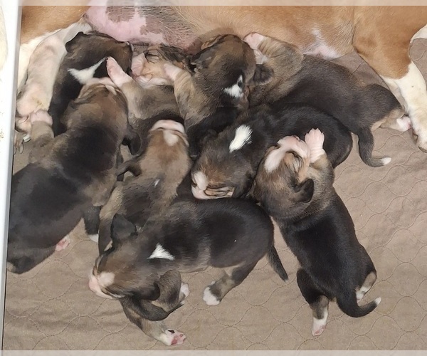 Medium Photo #3 Bagle Hound Puppy For Sale in CENTRALIA, WA, USA