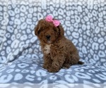 Small #8 Cavapoo (Miniature)