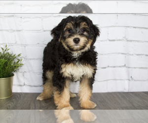 Morkie Puppy for sale in RED LION, PA, USA
