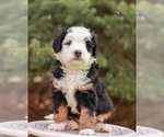Puppy 6 Miniature Bernedoodle