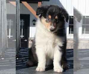Collie Puppy for sale in FREDERICKSBURG, OH, USA