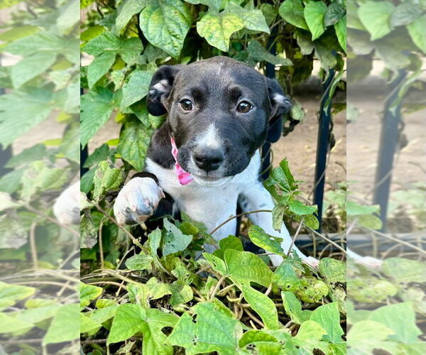 Medium Photo #9 American Pit Bull Terrier-Unknown Mix Puppy For Sale in Redlands, CA, USA