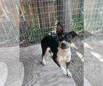 Small #2 Mutt
