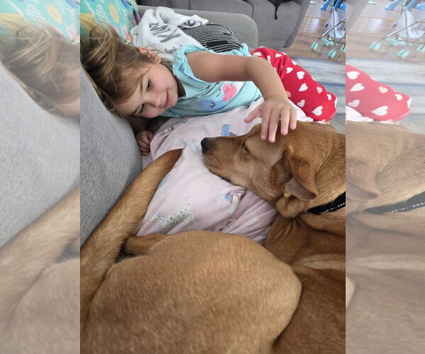 Medium Photo #2 Retriever -Unknown Mix Puppy For Sale in Woodbury, NY, USA