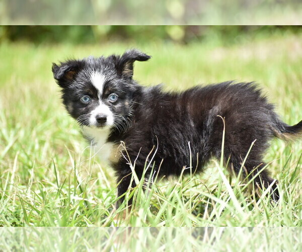 Medium Photo #5 Miniature Australian Shepherd Puppy For Sale in PALM COAST, FL, USA