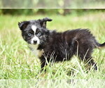Small #4 Miniature Australian Shepherd