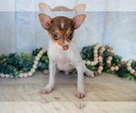 Puppy Riley Fox Terrier (Toy)
