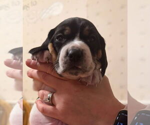 Beagle-Unknown Mix Dogs for adoption in New York, NY, USA