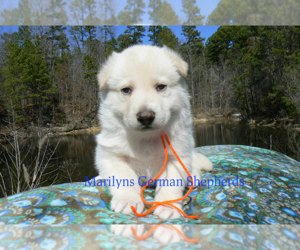 Medium Photo #2 German Shepherd Dog Puppy For Sale in PIEDMONT, MO, USA