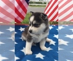 Small Photo #13 Alaskan Klee Kai Puppy For Sale in WINCHESTER, OH, USA