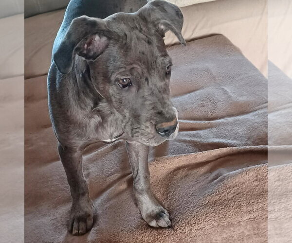 Medium Photo #5 Great Dane-Unknown Mix Puppy For Sale in Huntersville, NC, USA