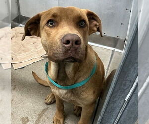 Mutt Dogs for adoption in San Bernardino, CA, USA