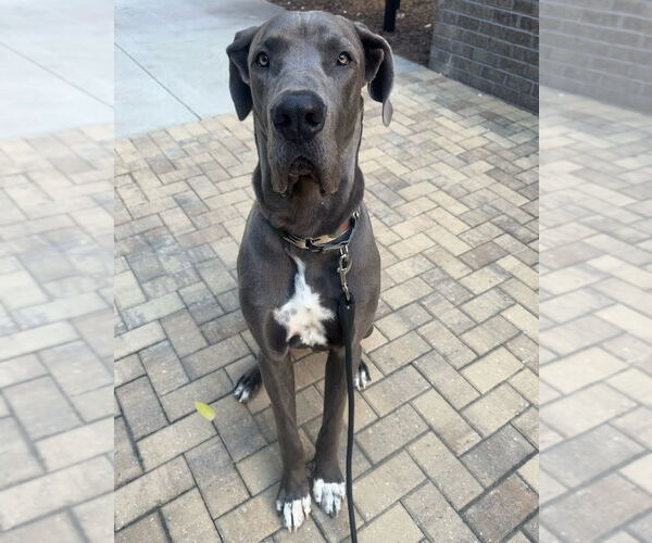 Medium Photo #3 Great Dane Puppy For Sale in Bullard, TX, USA