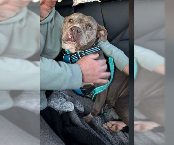 Medium Photo #7 Mutt Puppy For Sale in Sheboygan, WI, USA