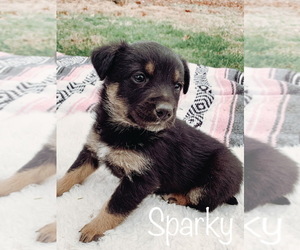 Border Collie-Unknown Mix Puppy for sale in APPLE CREEK, OH, USA