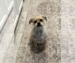 Small #2 Pug Mix