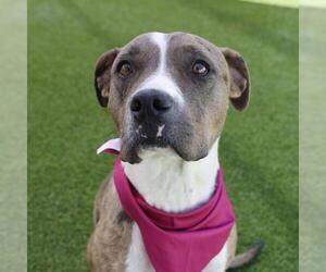 American Staffordshire Terrier-Unknown Mix Dogs for adoption in San Antonio, TX, USA