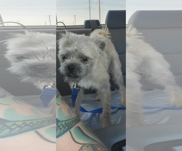 Medium Photo #3 Mutt Puppy For Sale in Dallas, TX, USA