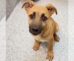Small #1 German Shepherd Dog