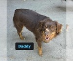 Small Photo #10 Australian Shepherd-Miniature Australian Shepherd Mix Puppy For Sale in MODESTO, CA, USA