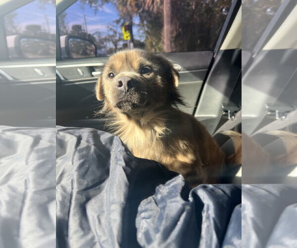 Medium Photo #1 Cocker Spaniel-Retriever  Mix Puppy For Sale in Sanford, FL, USA