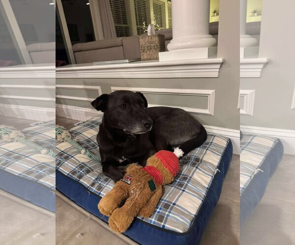 Medium Photo #4 Mutt Puppy For Sale in Shelburne, VT, USA