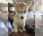 Puppy Grey Siberian Husky