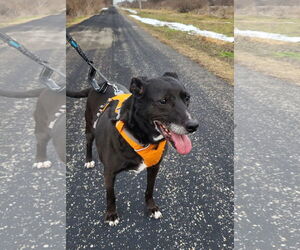 Labrador Retriever-Unknown Mix Dogs for adoption in Germantown, OH, USA