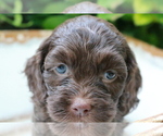 Puppy 2 Cocker Spaniel-Poodle (Miniature) Mix
