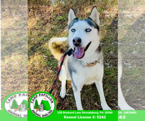Siberian Husky Dogs for adoption in Stroudsburg, PA, USA