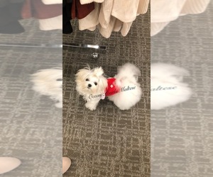 Mother of the Maltese puppies born on 12/13/2022
