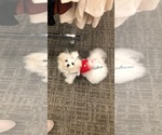 Small Photo #1 Maltese Puppy For Sale in PALM BCH GDNS, FL, USA