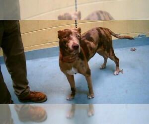 Catahoula Leopard Dog-Unknown Mix Dogs for adoption in Tulsa, OK, USA