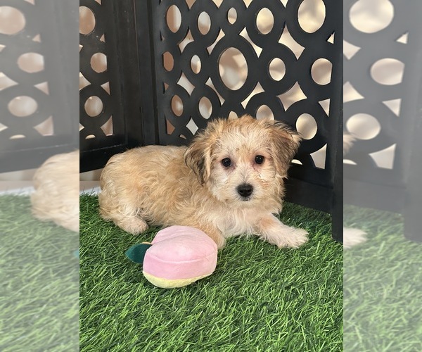 Medium Photo #2 Yo-Chon Puppy For Sale in MOUNT VERNON, OH, USA