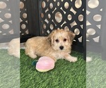 Small #1 Yo-Chon