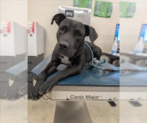 Bulldog-Unknown Mix Dogs for adoption in Mobile, AL, USA